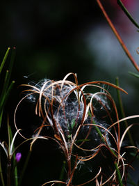 Close-up of dry plant