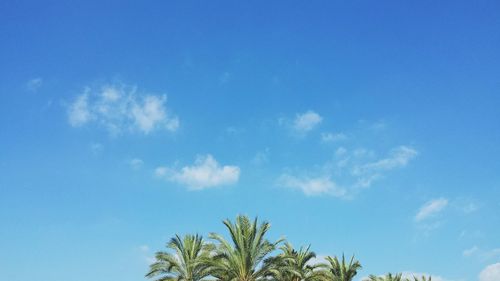 Low angle view of trees against blue sky