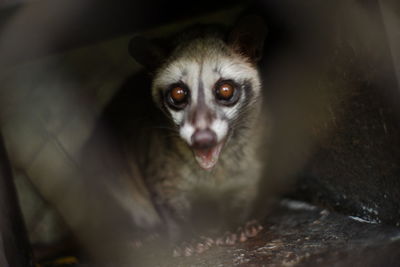 Pet civet used to produce coffee. mongoose animal creepy eye expression