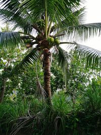 Low angle view of palm trees