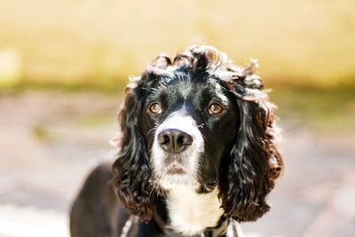 Close-up portrait of black dog