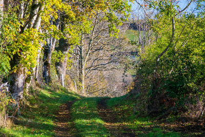 Footpath amidst trees in forest