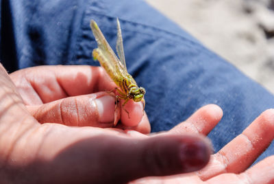 Close-up of hand holding leaf