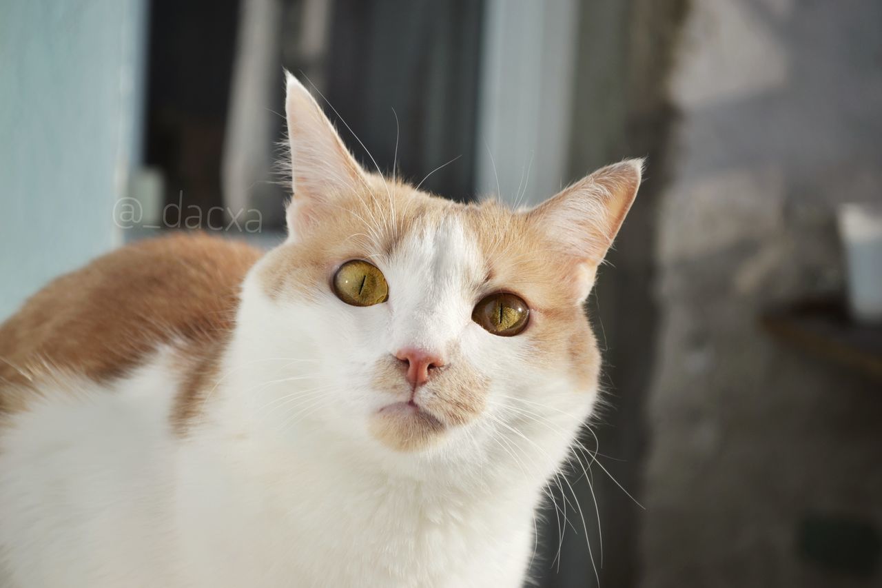 pets, domestic, domestic animals, cat, domestic cat, feline, mammal, animal themes, animal, one animal, vertebrate, no people, close-up, whisker, focus on foreground, white color, portrait, looking at camera, day, animal body part, animal head, yellow eyes, animal eye