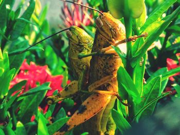 Close-up of insect on leaves