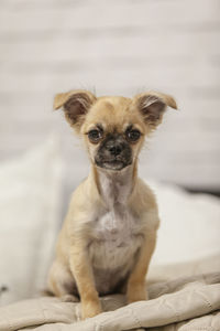 Portrait of puppy sitting on floor