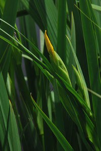 Close-up of insect on plant