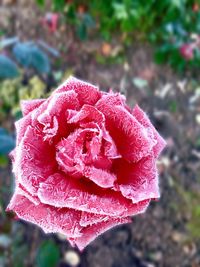 Close-up of red flower blooming outdoors