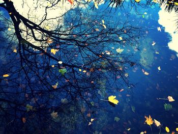 Reflection of trees in water