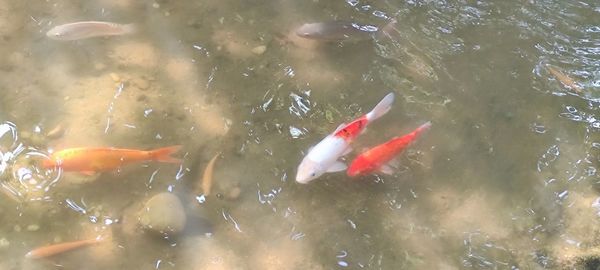 High angle view of koi carps swimming in lake