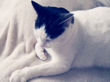 Close-up of cat relaxing