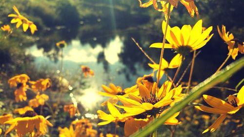 Close-up of yellow flowers blooming