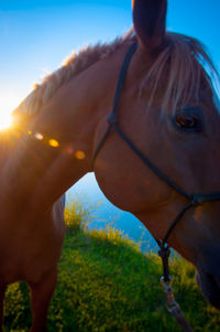 Close-up of horse against clear blue sky