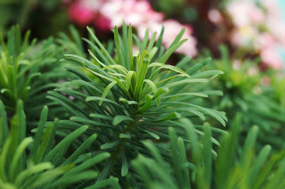 Close-up of green leaves