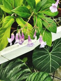 Close-up of pink flowering plant