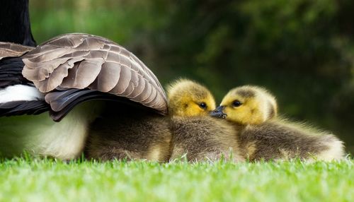 Scenic view of chicks under mother duck's wing