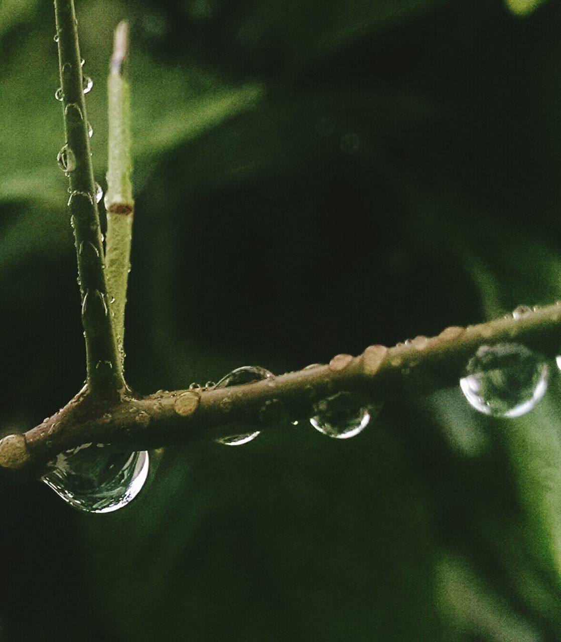 drop, close-up, water, focus on foreground, detail, freshness, plant, nature, stem, fragility, wet, growth, selective focus, twig, day, purity, dew, green, beauty in nature, extreme close-up, green color, branch, spiked, surface tension, outdoors, growing, tranquility