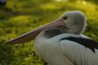 Close-up of pelican