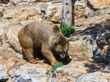 Side view of syrian brown bear on rocks