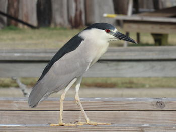 Close-up of gray heron perching on water