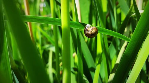 Close-up snail on leaf