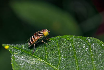 Close-up of insect on leaf