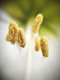 Close-up of yellow flowering plant