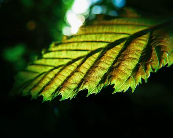 Close-up of leaves