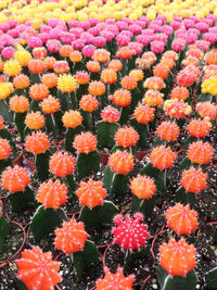 High angle view of flowering plants