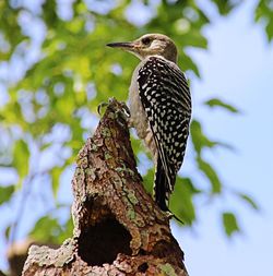 Close-up of woodpecker perching on tree