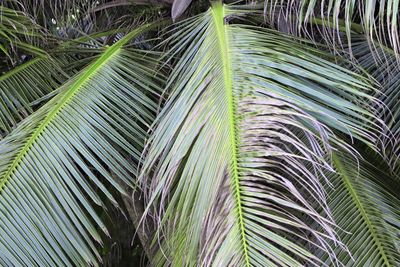 Close-up of palm tree