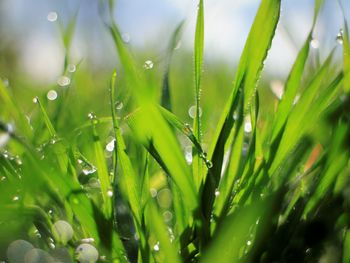 Close-up of wet grass