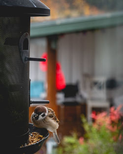 Close-up of bird on feeder