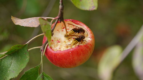 Close-up of wasps in an apple, hanging at twig