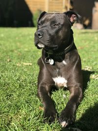 Black dog on field