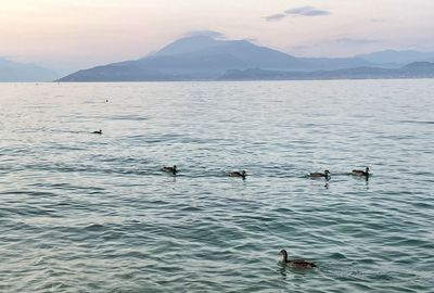 View of ducks swimming in lake