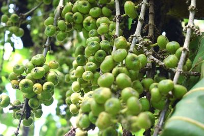 Close-up of berries growing on tree