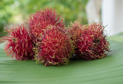 Close-up of red rambutan on leaf