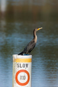 Bird perching on sign at beach