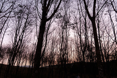 Silhouette of bare trees in forest