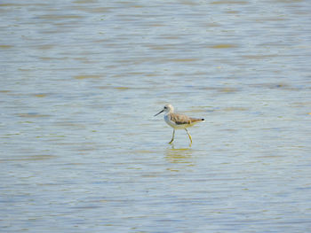 Bird in a lake
