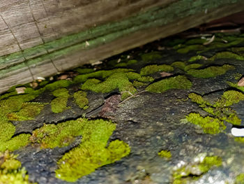 High angle view of lizard on wood