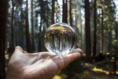 Cropped hand holding crystal ball in forest