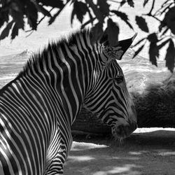 Close-up of zebra standing on field