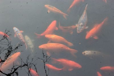 High angle view of koi carps swimming in lake