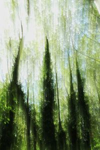 Bamboo trees in forest