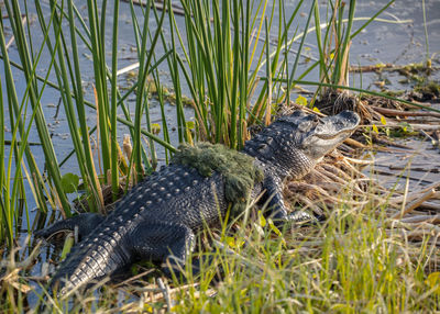 Alligator suns himself with a piec of moss across his back in the wetlands