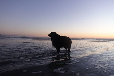 Silhouette dog on beach against clear sky during sunset
