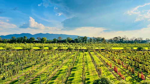 Scenic view of vineyard against sky