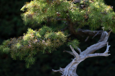 Close-up of pine tree